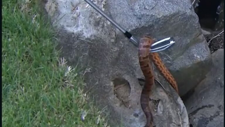 Rickie Fowler picks up snake with golf membership at Wells Fargo Championship